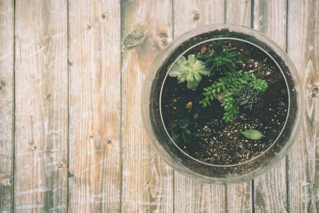terrários para crianças