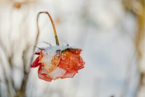 Leia mais sobre o artigo 5 erros comuns ao criar um minijardim com crianças (e como evitar)