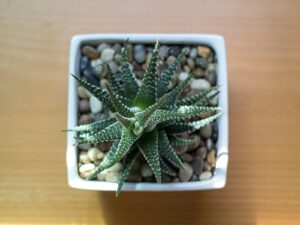 Leia mais sobre o artigo Minijardim em pote de sorvete: ideia criativa e sustentável para fazer com crianças