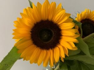 Leia mais sobre o artigo Experimentos naturais com crianças: como germinar girassol em 7 dias